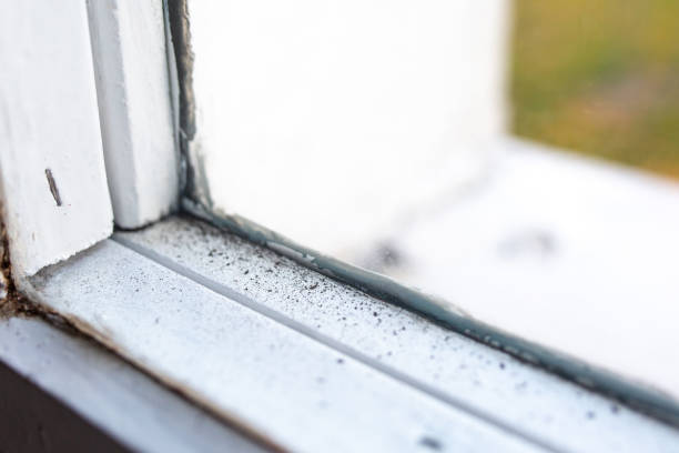 Best Forensic Mold Investigation  in Pleasant Hill, IA