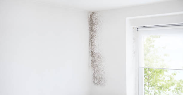 Best Airborne Mold Testing  in Pleasant Hill, IA