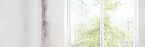Best Mold-Related Health Consultation  in Pleasant Hill, IA