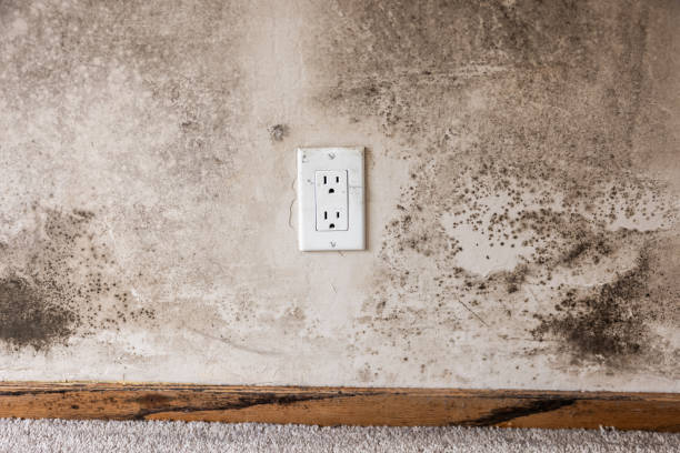 Best HVAC Mold Inspection and Cleaning  in Pleasant Hill, IA