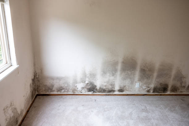Best Mold Documentation for Insurance Claims  in Pleasant Hill, IA