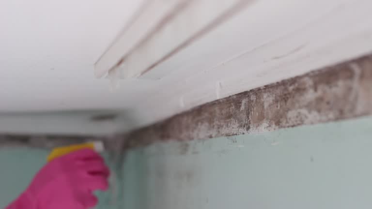 Best Mold Documentation for Insurance Claims  in Pleasant Hill, IA